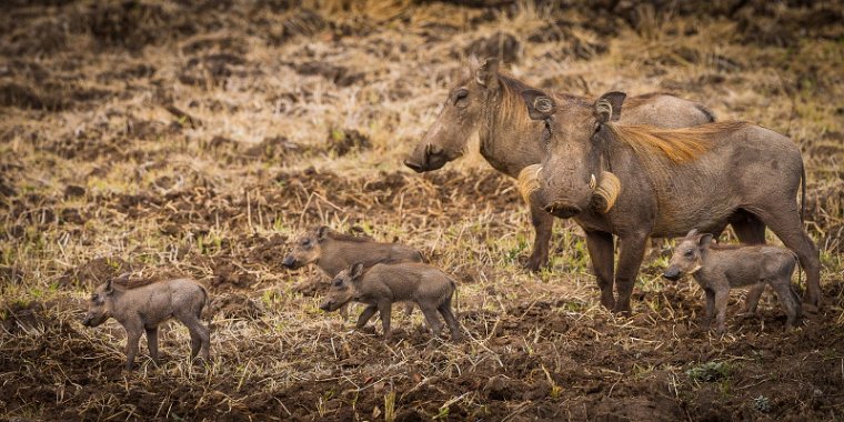 123 Zambia, South Luangwa NP, wrattenzwijnen.jpg